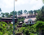 Tuan Chau International Resort pine